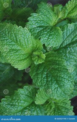 Melissa officinals Lemon Balm