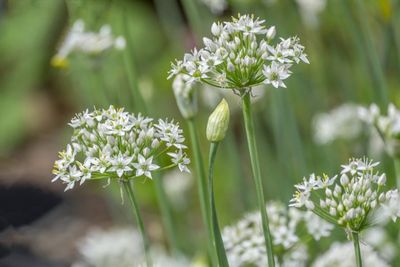 Allium tubersoum Garlic Chives