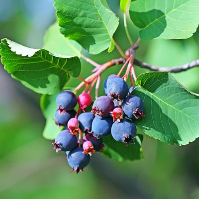 Amelanchier alnifolia 'Northline' Northline Saskatoon
