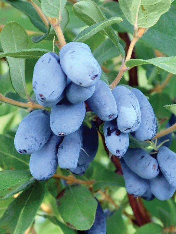 Lonicera caerulea 'Boreal Beauty' Boreal Beauty Honeyberry