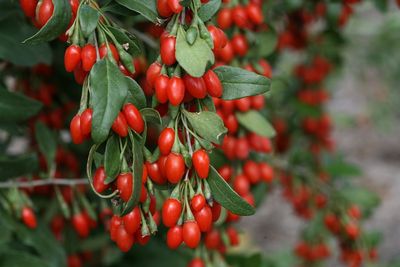 Lycium barbarum Goji Berry