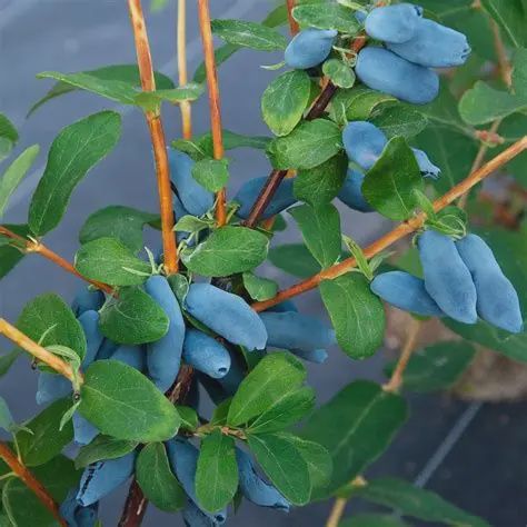 Lonicera caerulea 'Aurora' Aurora Honeyberry