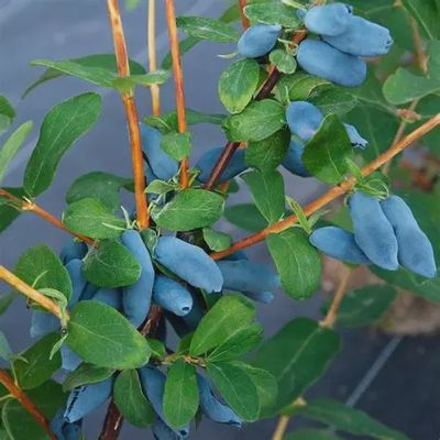 Lonicera caerulea 'Aurora' Aurora Honeyberry