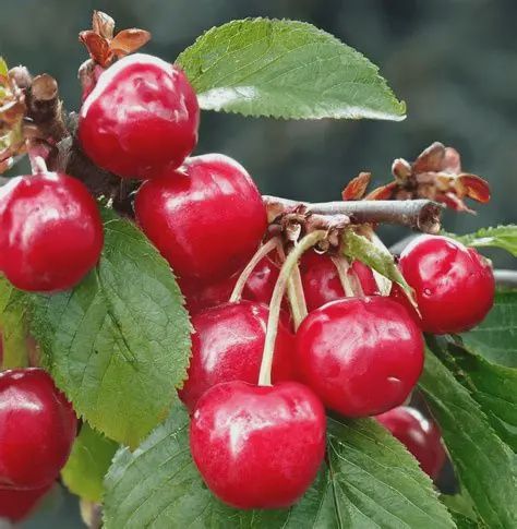 Prunus x kerrasis 'Crimson Passion' CVI Crimson Passion Cherry CVI