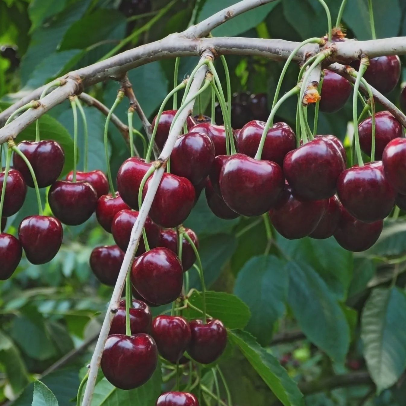Prunus x kerrasis 'Juliet' CVI Juliet Cherry CVI