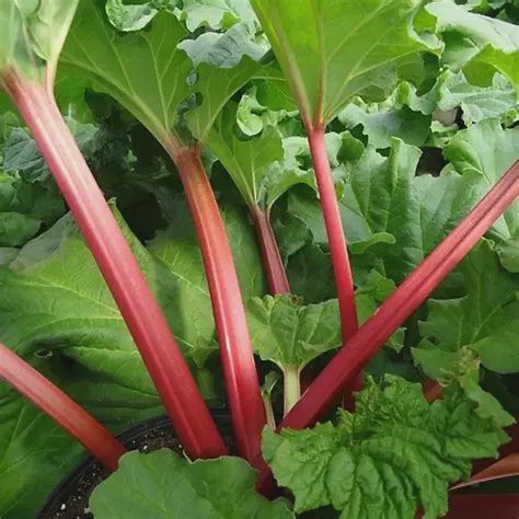 Rheum x 'Canada Red' Canada Red Rhubarb