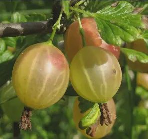 Ribes 'Boughen's Thornless' Easy Pickings Gooseberry (Thornfree)