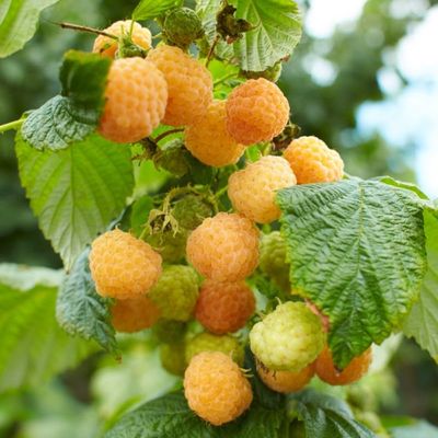 Rubus x 'Honey Queen' Honey Queen Raspberry