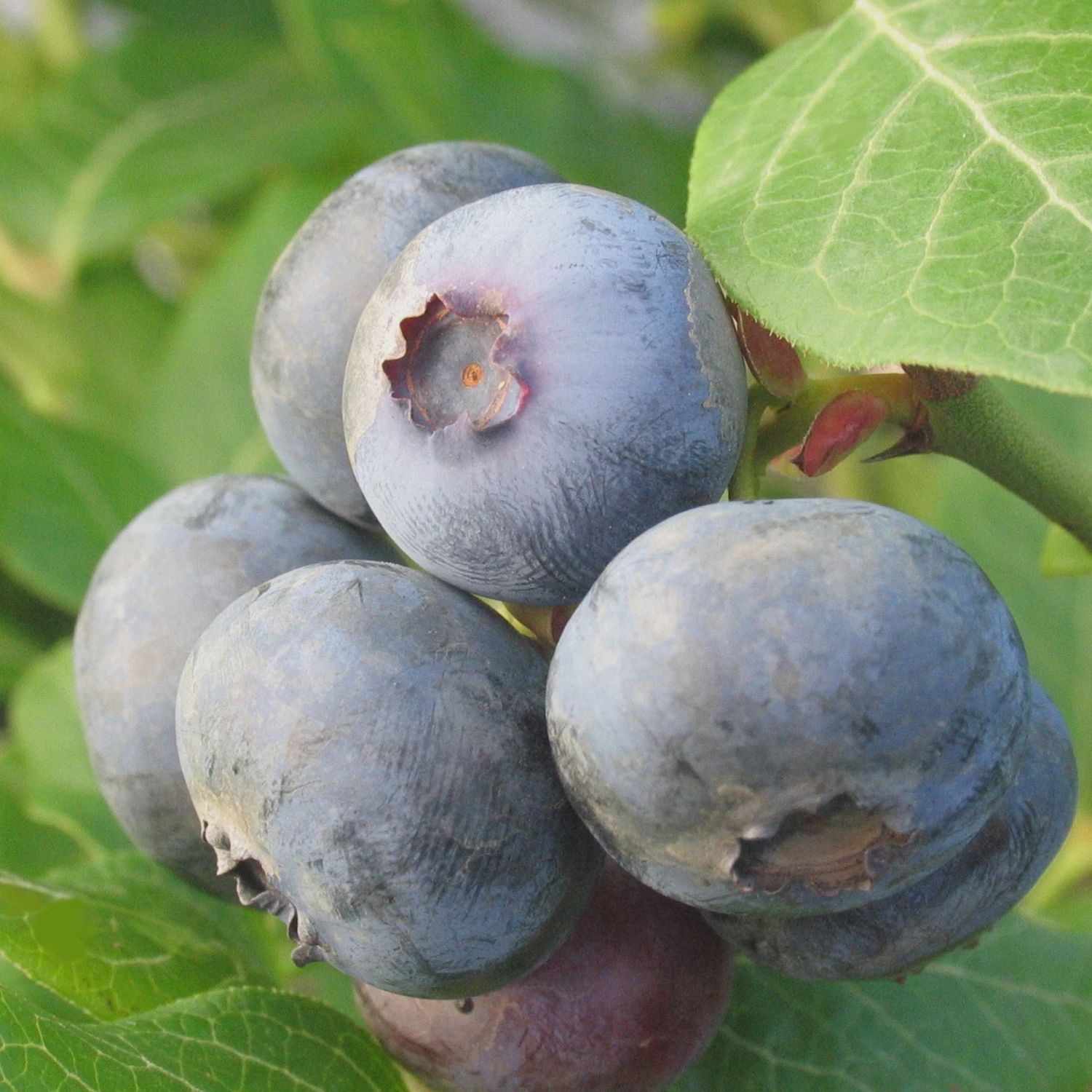 Vaccinium x 'Northland' Northland Blueberry