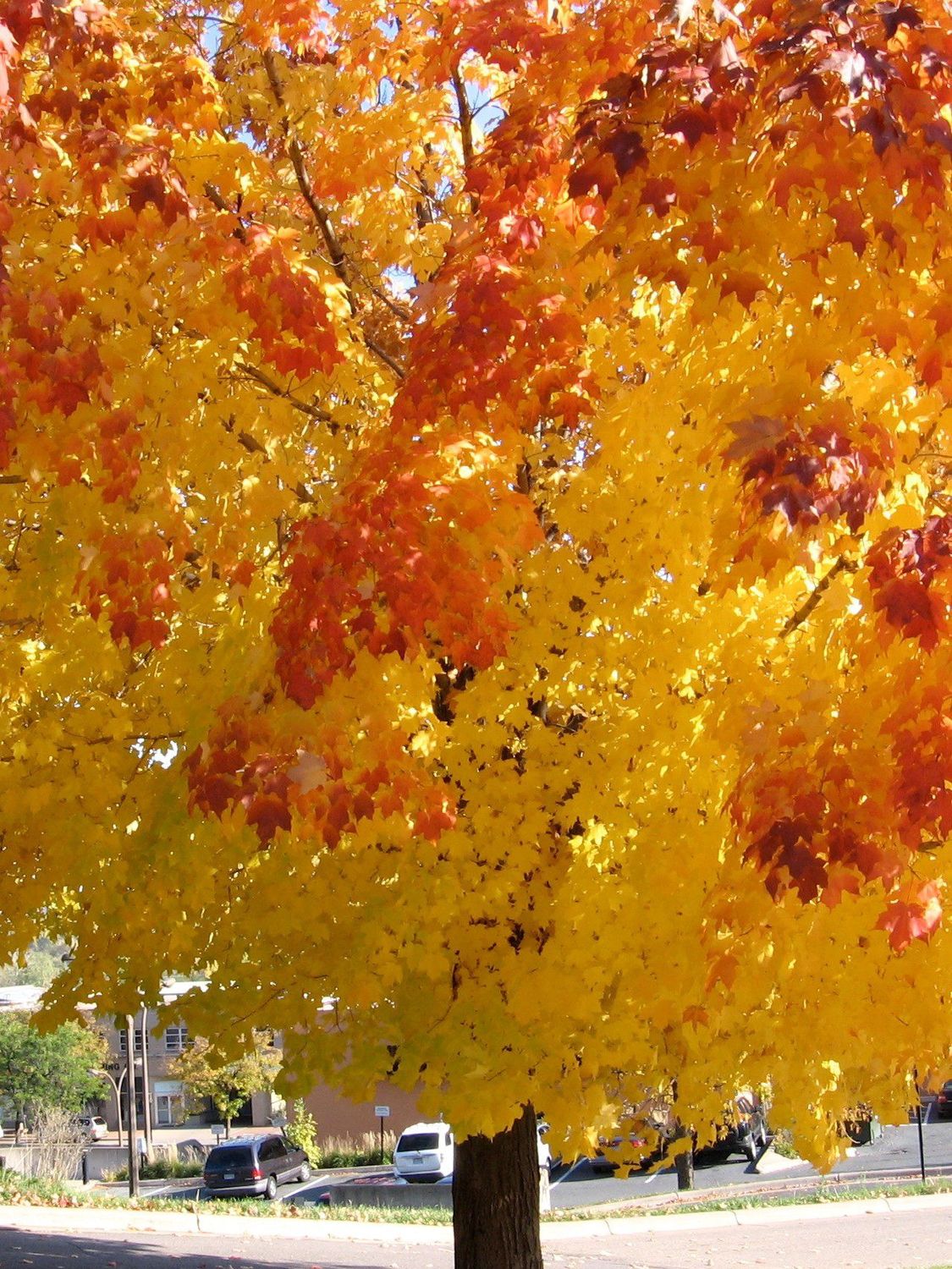 Acer saccharum 'Jefselk' Lord Selkirk Sugar Maple