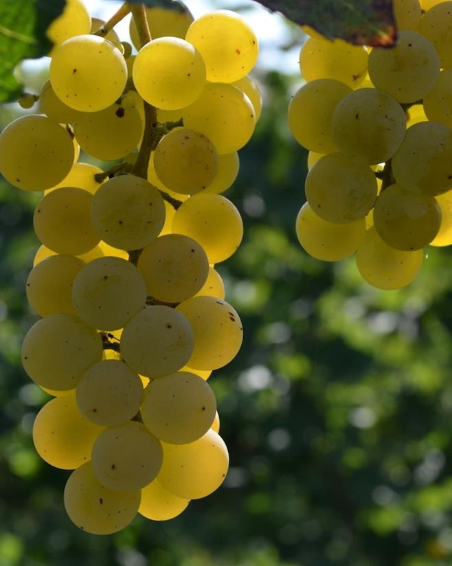 Vitis x 'Louise Swenson' Louise Swenson Grape