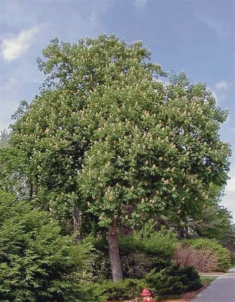 Aesculus glabra Ohio Buckeye