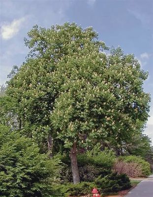 Aesculus glabra Ohio Buckeye