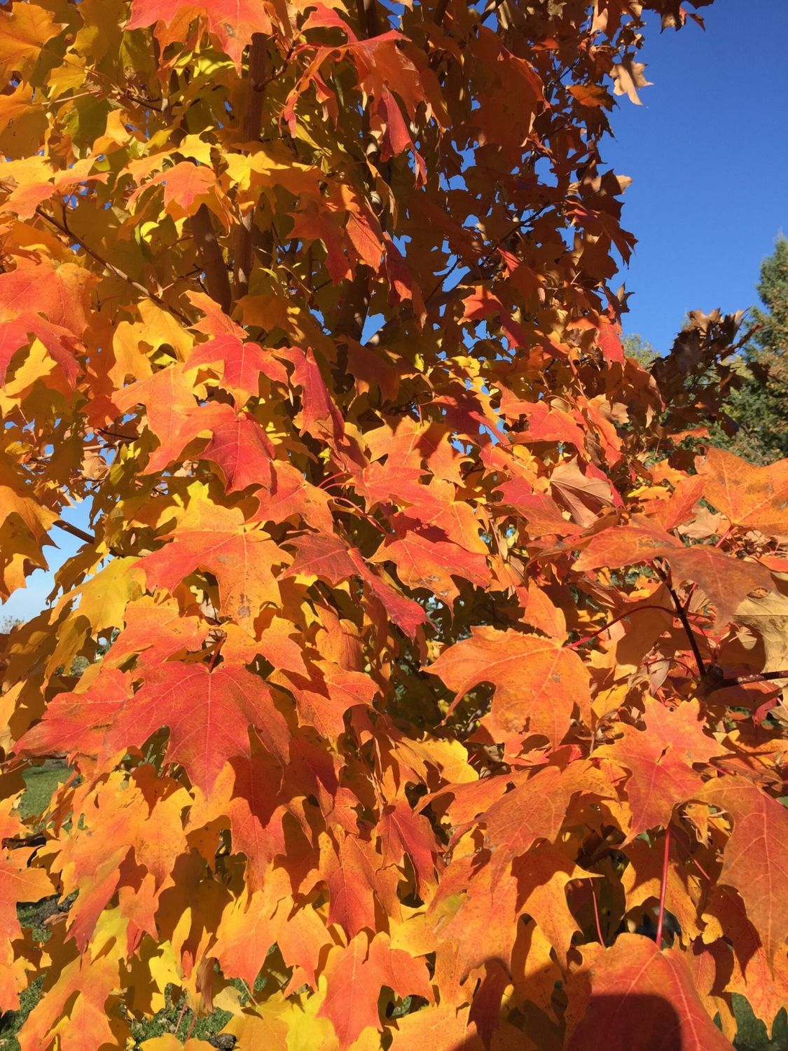 Acer saccharum 'Jeferno' Inferno® Sugar Maple