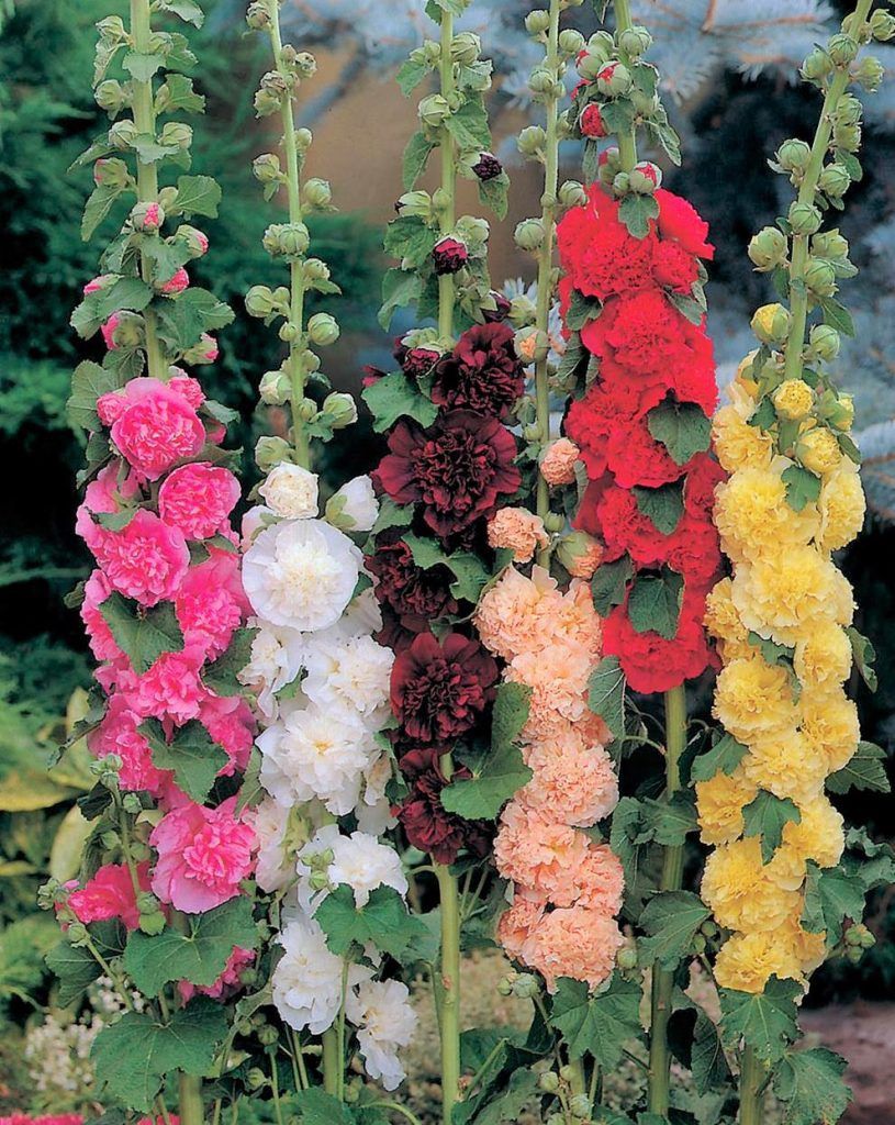 Alcea rosea 'Chaters Double Mixed' Chaters Double Mixed Hollyhock