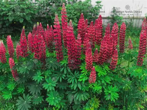 Lupinus x polyphyllus 'Russell My Castle' Russell My Castle Lupine