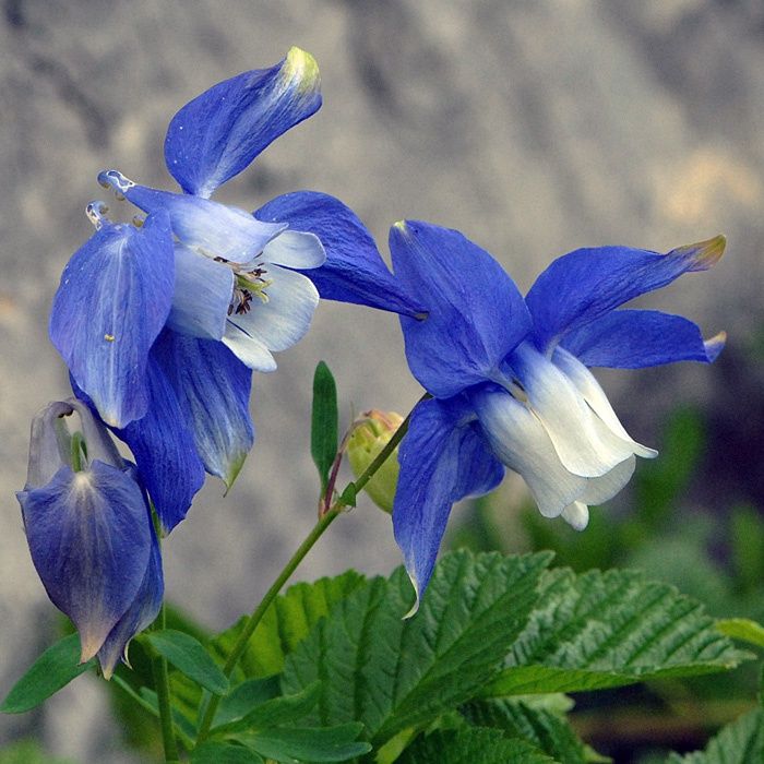 Aquilegia alpine Alpine Columbine
