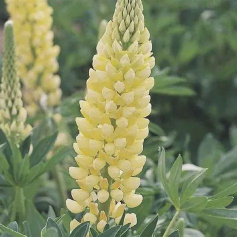 Lupinus x polyphyllus 'Russel Chandler' Russell Chandler Lupine