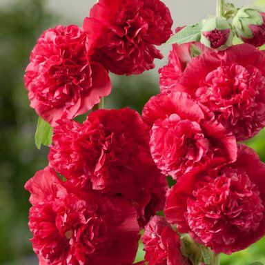 Alcea rosea 'Chaters Double Scarlet' Chaters Double Scarlet Hollyhock