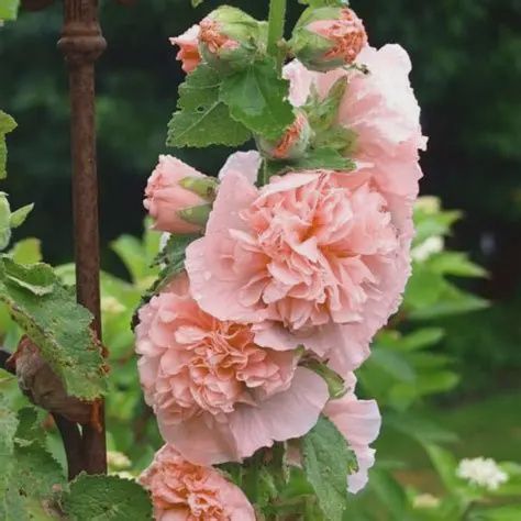 Alcea rosea 'Chaters Peaches 'n' Dreams' Chaters Peaches 'n' Dreams Hollyhock
