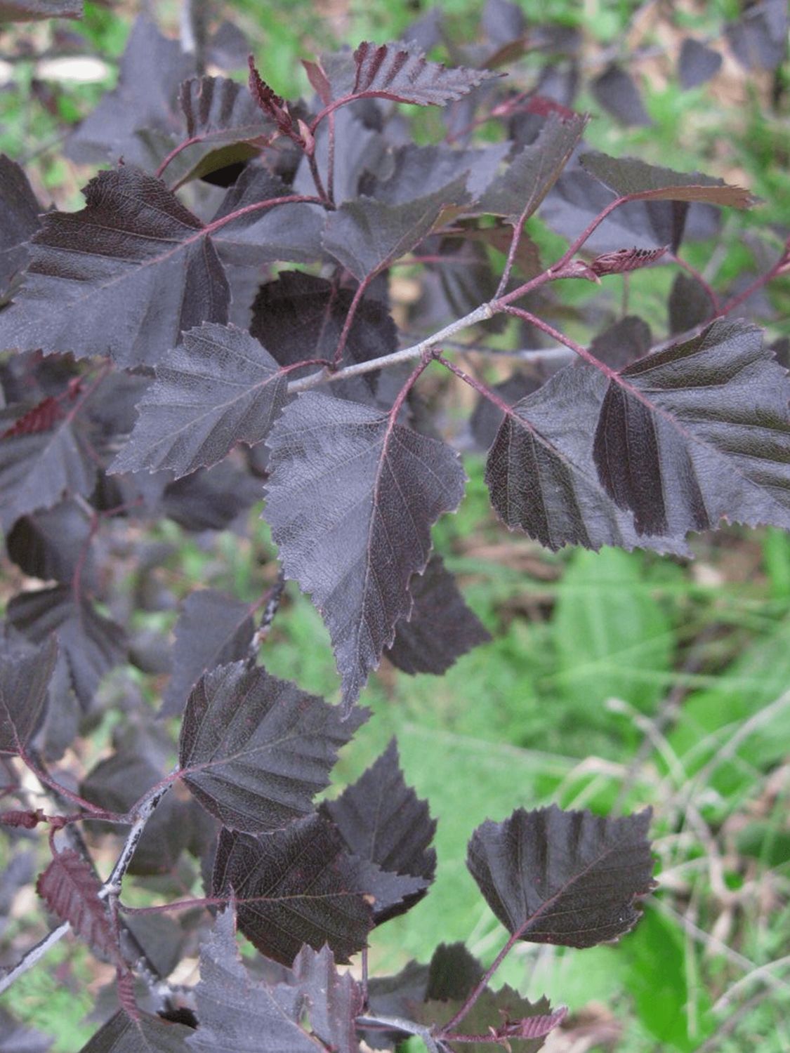 Betula x 'Royal Frost' Royal Frost® Hybrid Birch
