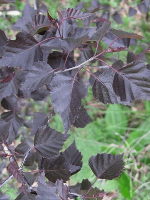 Betula x 'Royal Frost' Royal Frost® Hybrid Birch