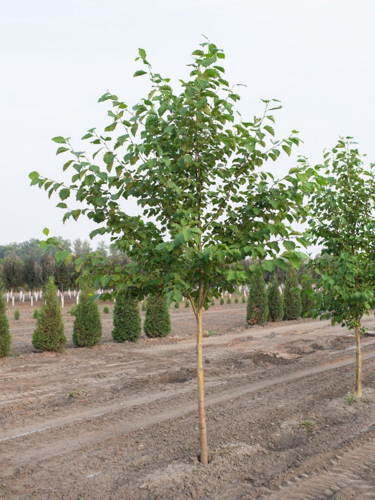 Alnus hirsula 'Harbin' Prairie Horizon® Manchurian Alder
