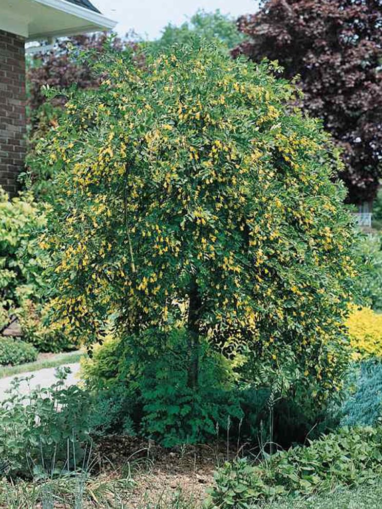 Caragana arborescens 'Pendula' Top-Graft Weeping Caragana Top-Graft