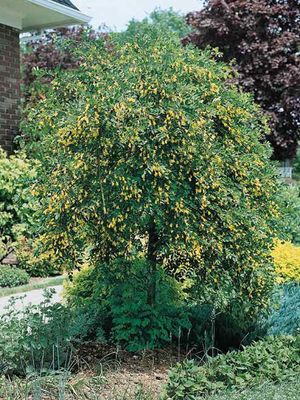 Caragana arborescens 'Pendula' Top-Graft Weeping Caragana Top-Graft