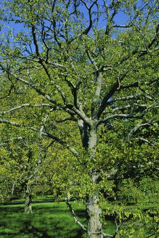 Celtis occidentalis Delta Hackberry