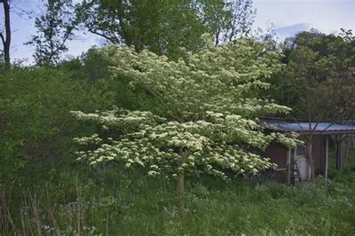 Cornus alternifolia Pagoda Dogwood