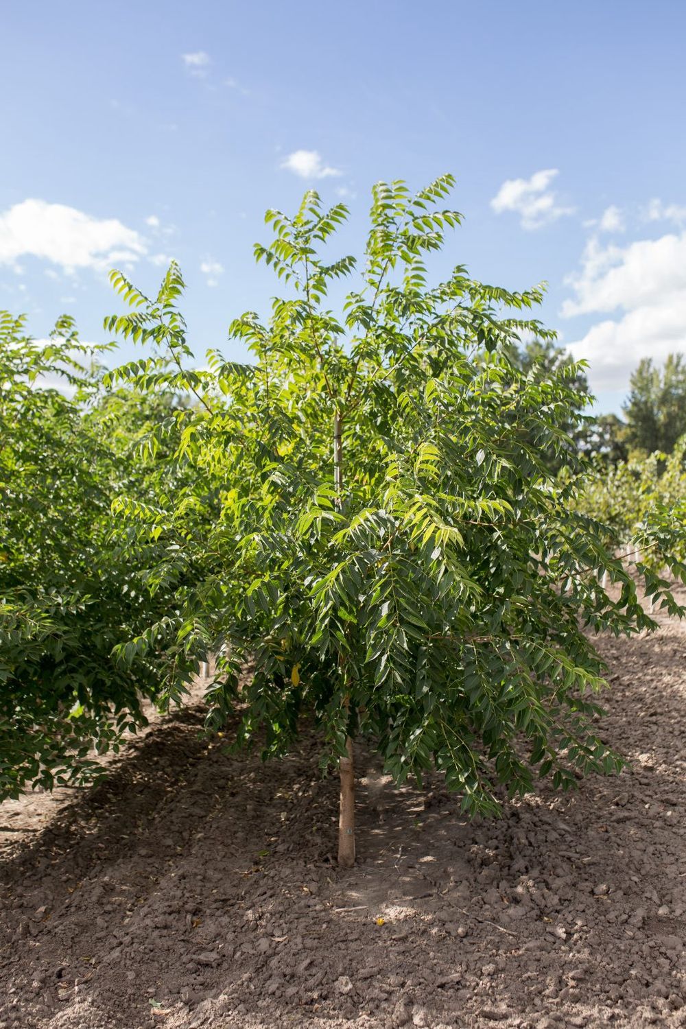 Phellodendron amurense 'Jefstal' Stallion™ Amur Cork Tree