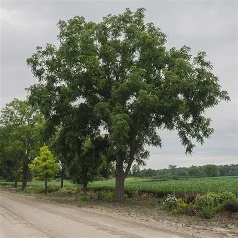 Juglans nigra Black Walnut