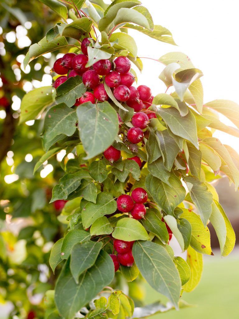 Malus x 'Jefwall' Green Wall® Spire Flowering Crabapple