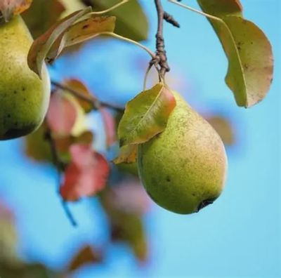 Prunus ussuriensis 'Bailfrost' Mountain Frost Ussurian Pear