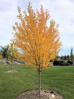 Prunus x 'Ming' Ming Hybrid Cherry