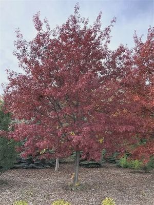 Quercus ellipsoidalis 'DurMarg' Shooting Star® Northern Pin Oak