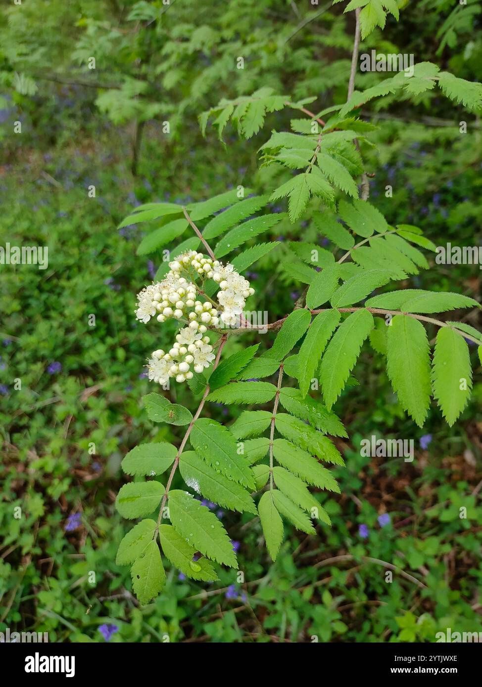 Sorbus aucuparia 'Rossica' Russian European Mountain Ash