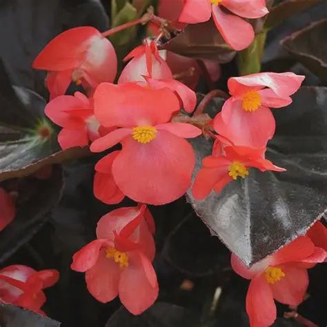 Begonia Whopper® 'Red with Bronze Leaf' Whopper® Red with Bronze Leaf Begonia