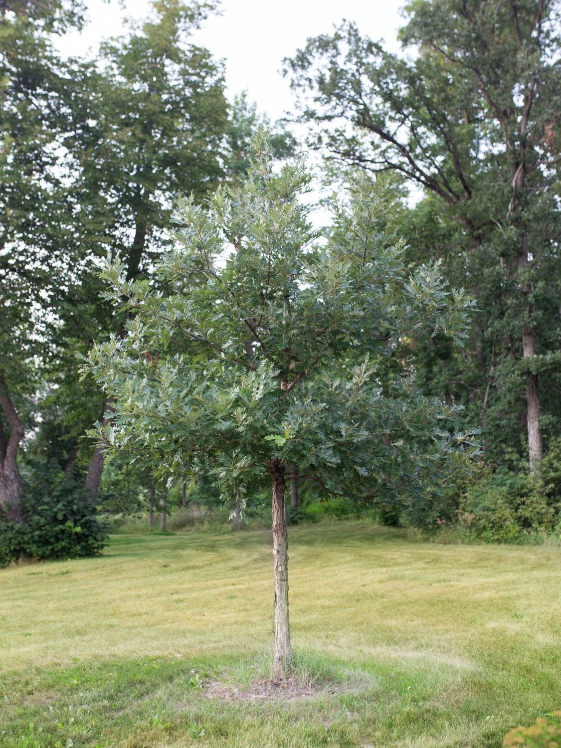 Quercus x jackiana 'Jefmir' Admiration® Hybrid Oak