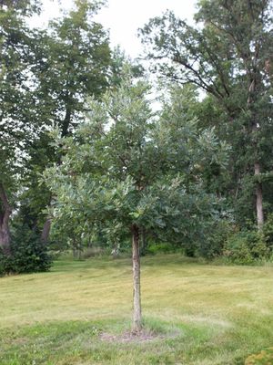 Quercus x jackiana 'Jefmir' Admiration® Hybrid Oak