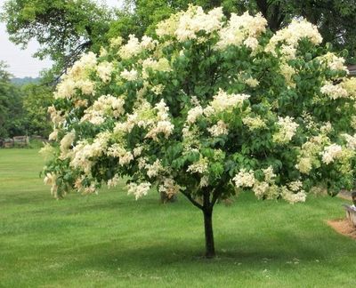 Syringa reticulata 'Ivory Silk' Ivory Silk Japanese Tree Lilac