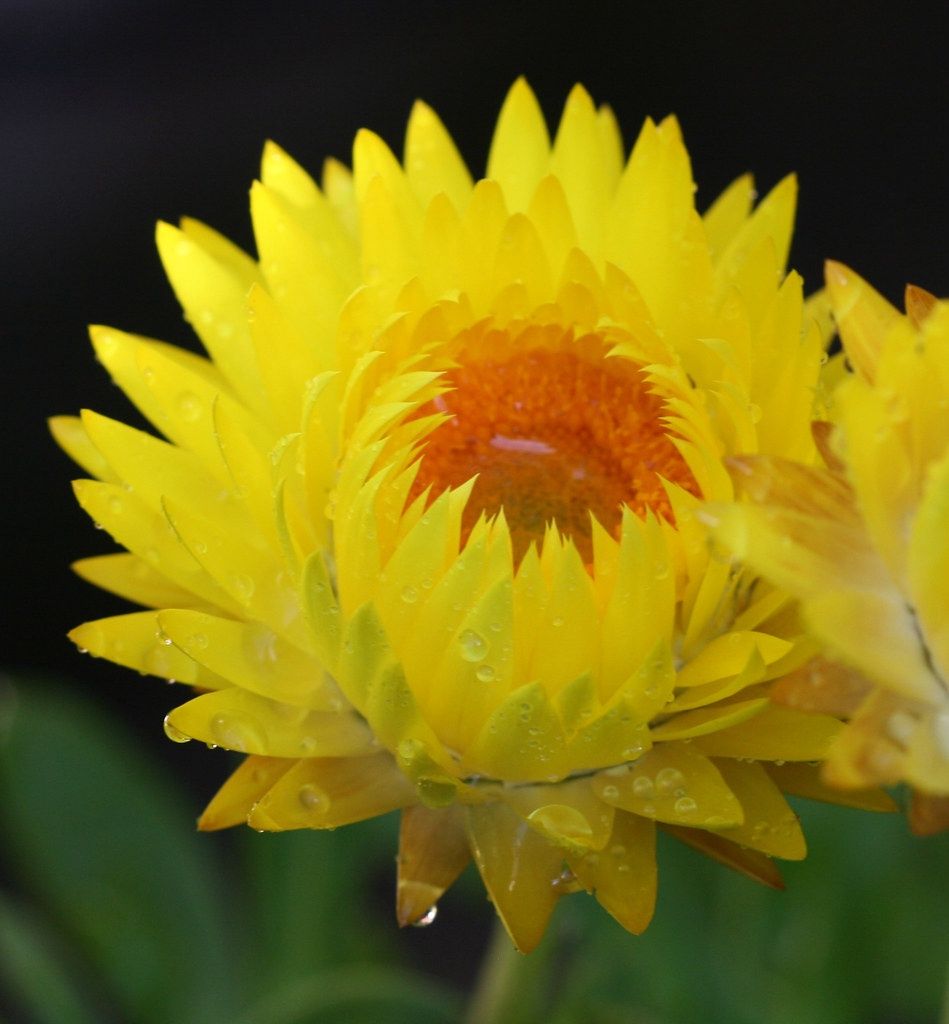 Bracteantha bracteatum Dreamtime® 'Jumbo Yellow' Dreamtime® Jumbo Yellow Strawflower