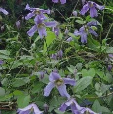 Clematis integrifolia 'Blue Boy' Blue Boy Clematis