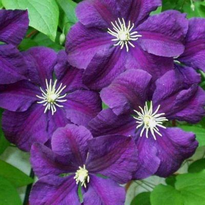Clematis x 'Etoile Violette' Etoile Violette Clematis