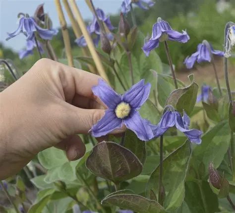 Clematis x 'Stand By Me' Stand By Me Bush Clematis