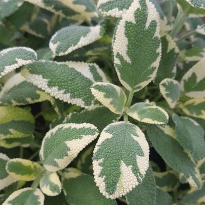 Salvia officinalis 'Variefated Berggarten' Variegated Berggaten Sage