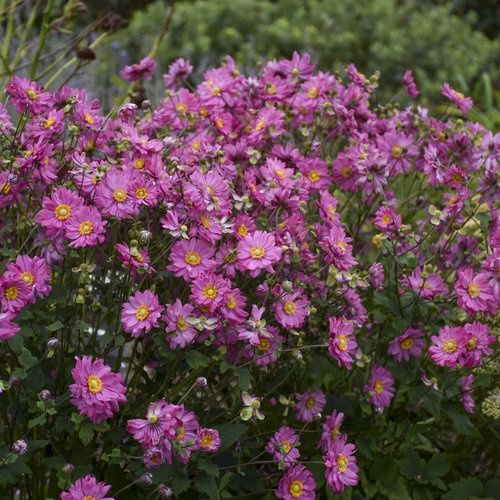 Anemone hybrid 'Sweetly' Fall in Love Sweetly Japanese Anemone