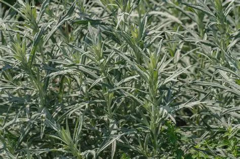 Artemisia luvodoviciana Prairie Sage Native Plant