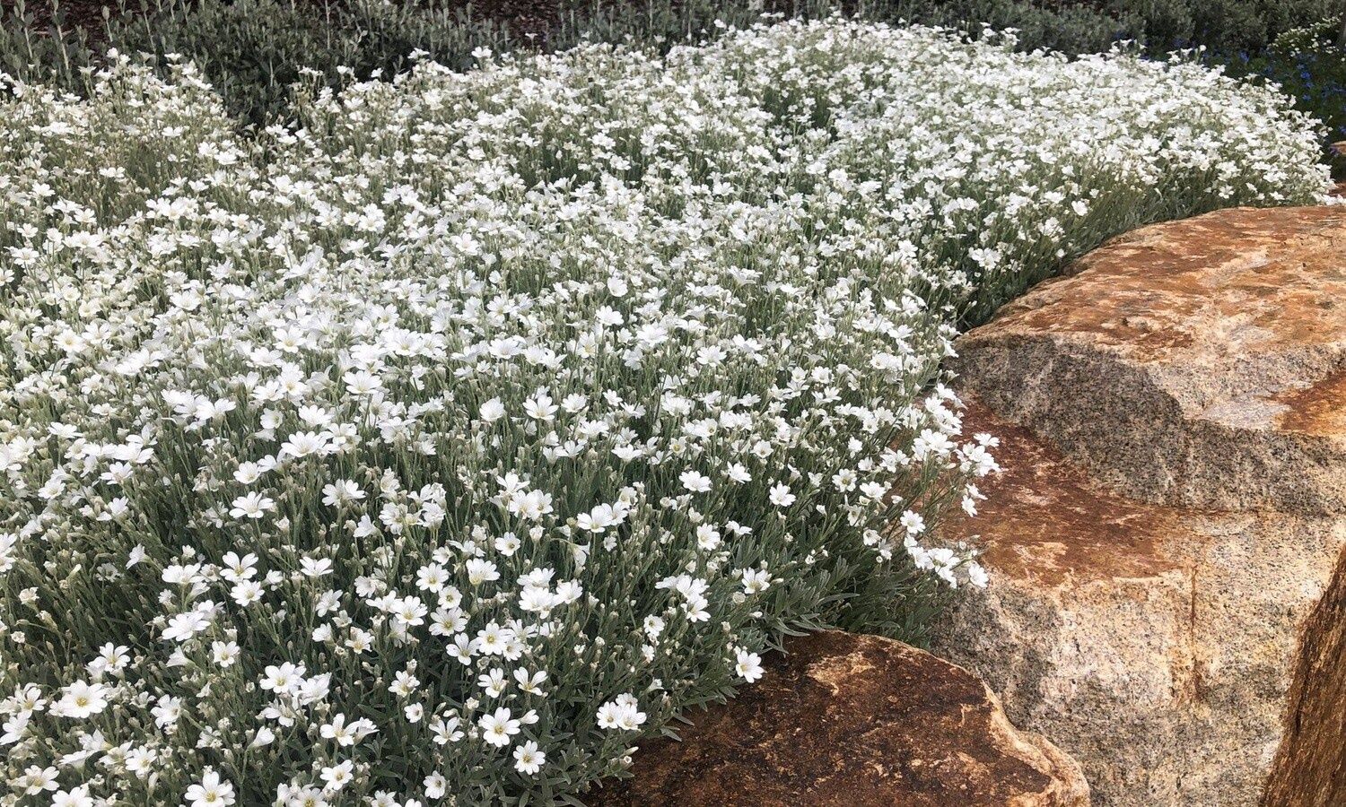 Cerastium tomentosum Show-in-Summer